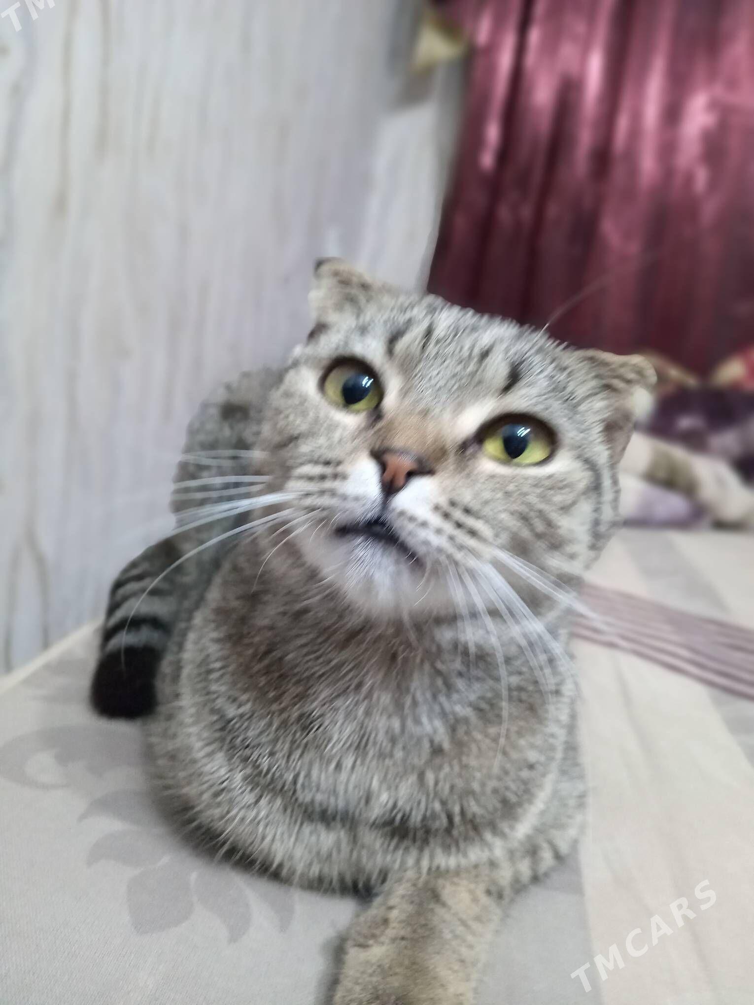 ady murka - Türkmenabat - img 4