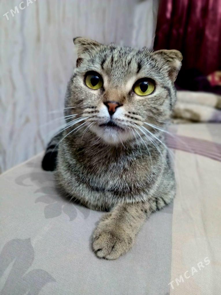 ady murka - Türkmenabat - img 2