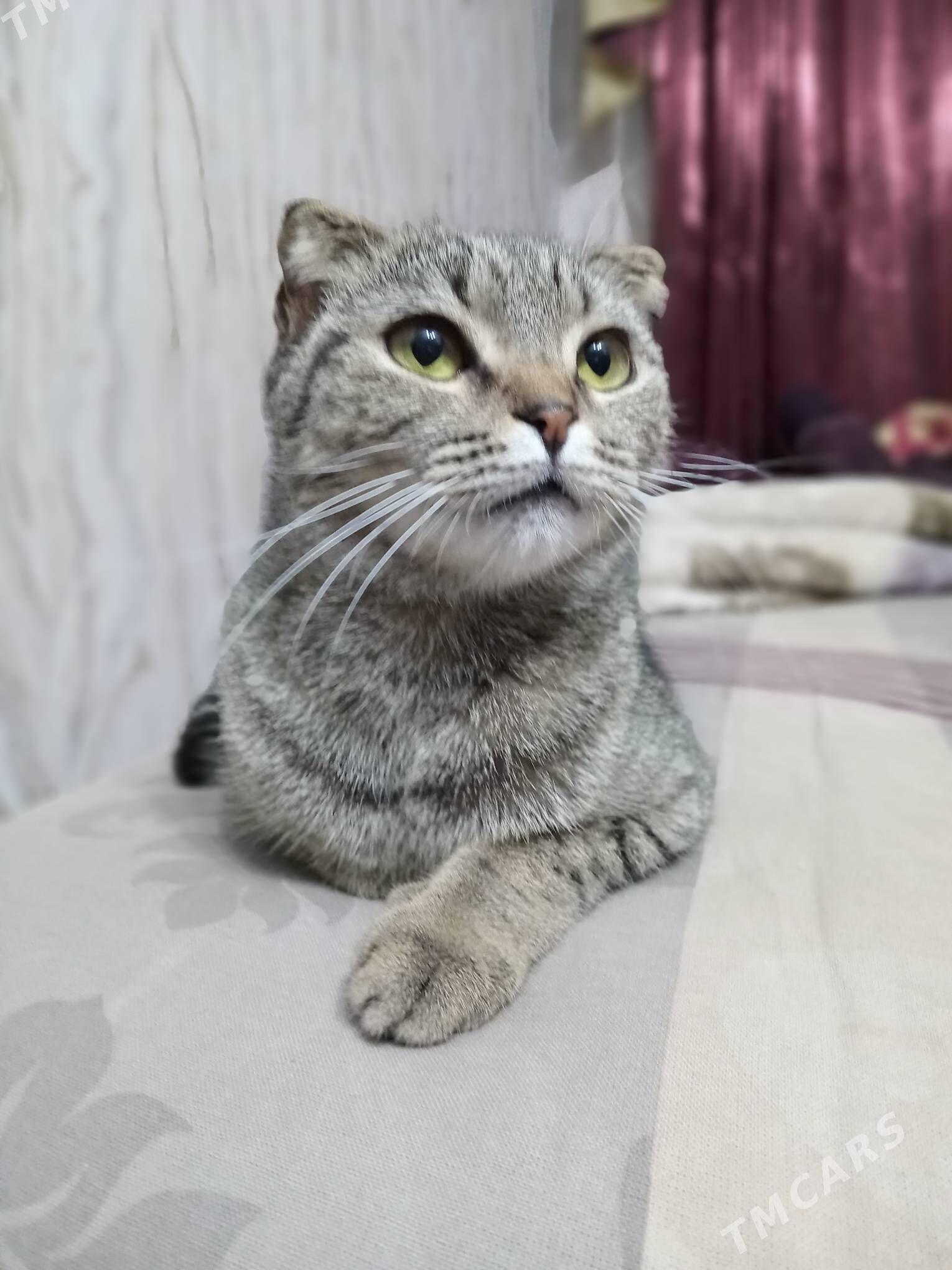 ady murka - Türkmenabat - img 3