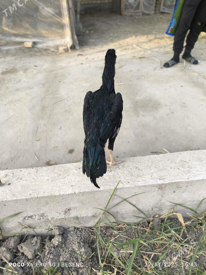 Tüke - Çärjew - img 6