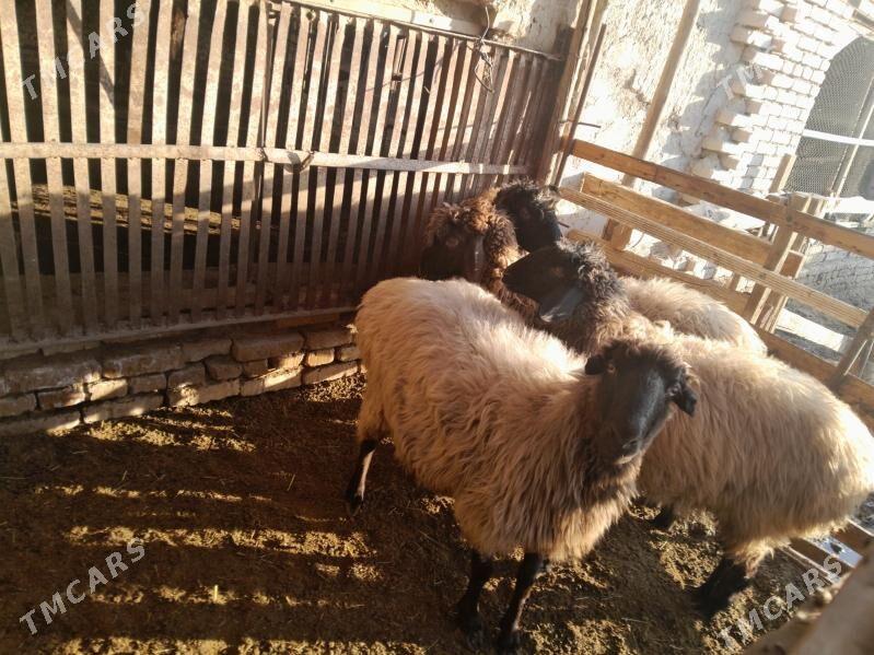 goyun - Мургап - img 1