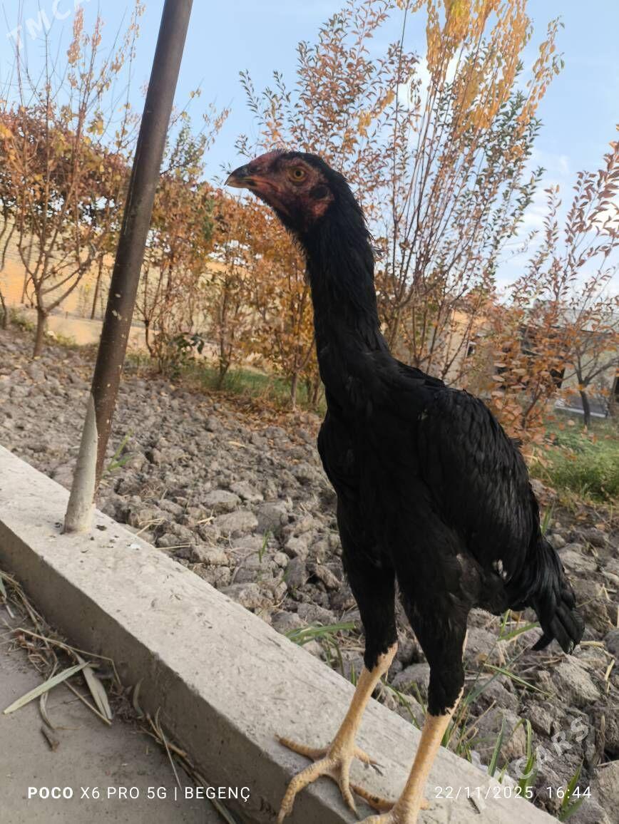 Tüke - Çärjew - img 7