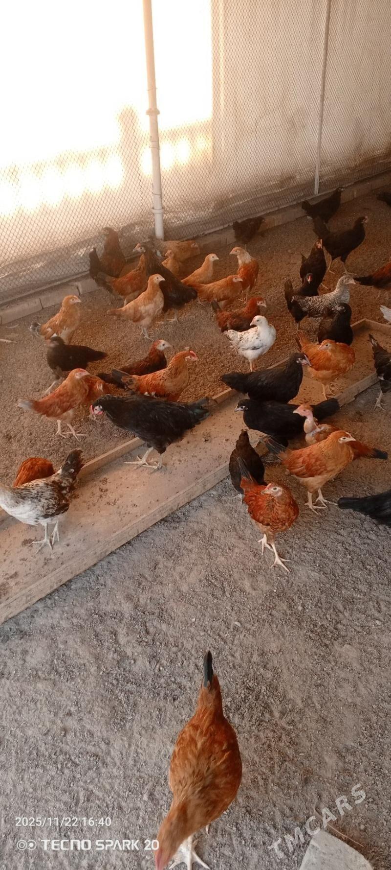 towuk jüýje - Мары - img 4