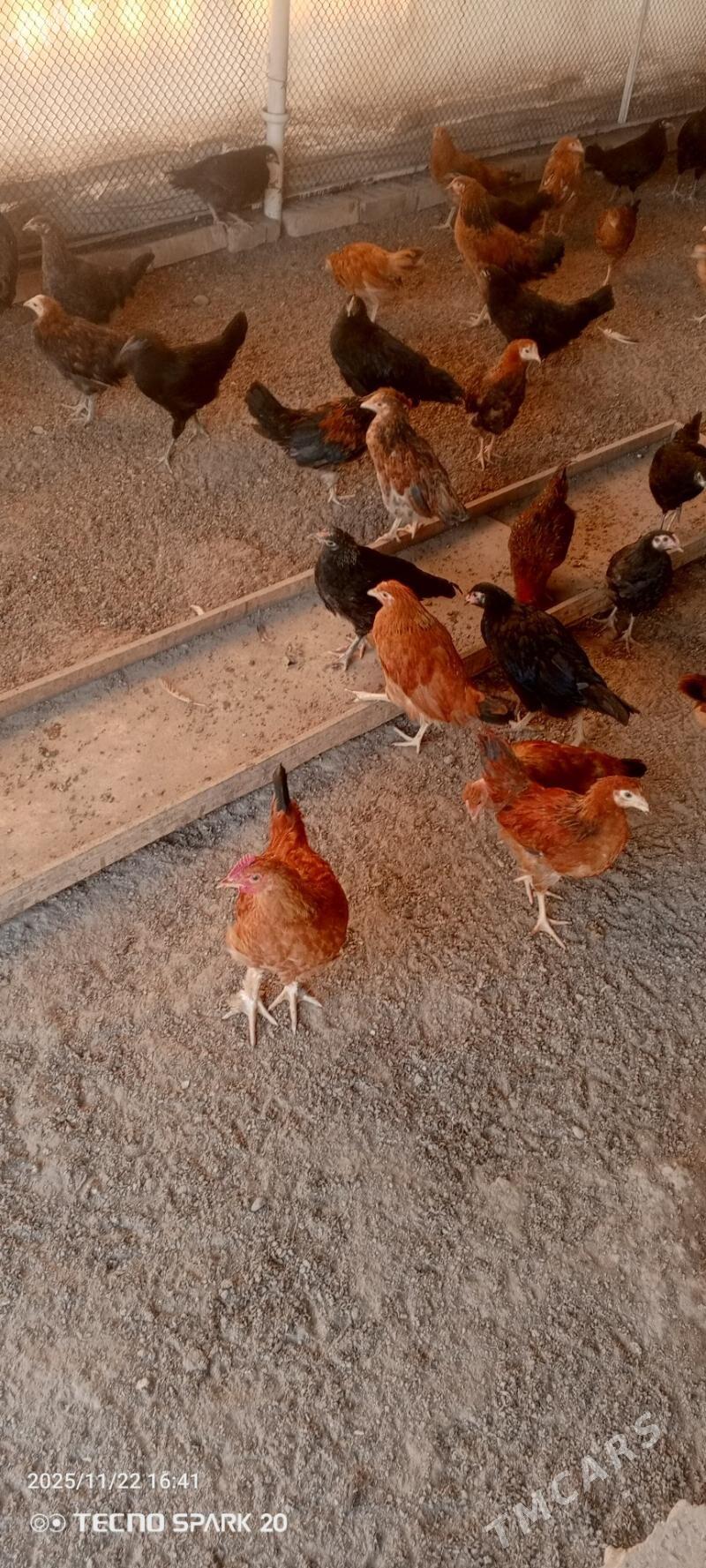 towuk jüýje - Мары - img 1