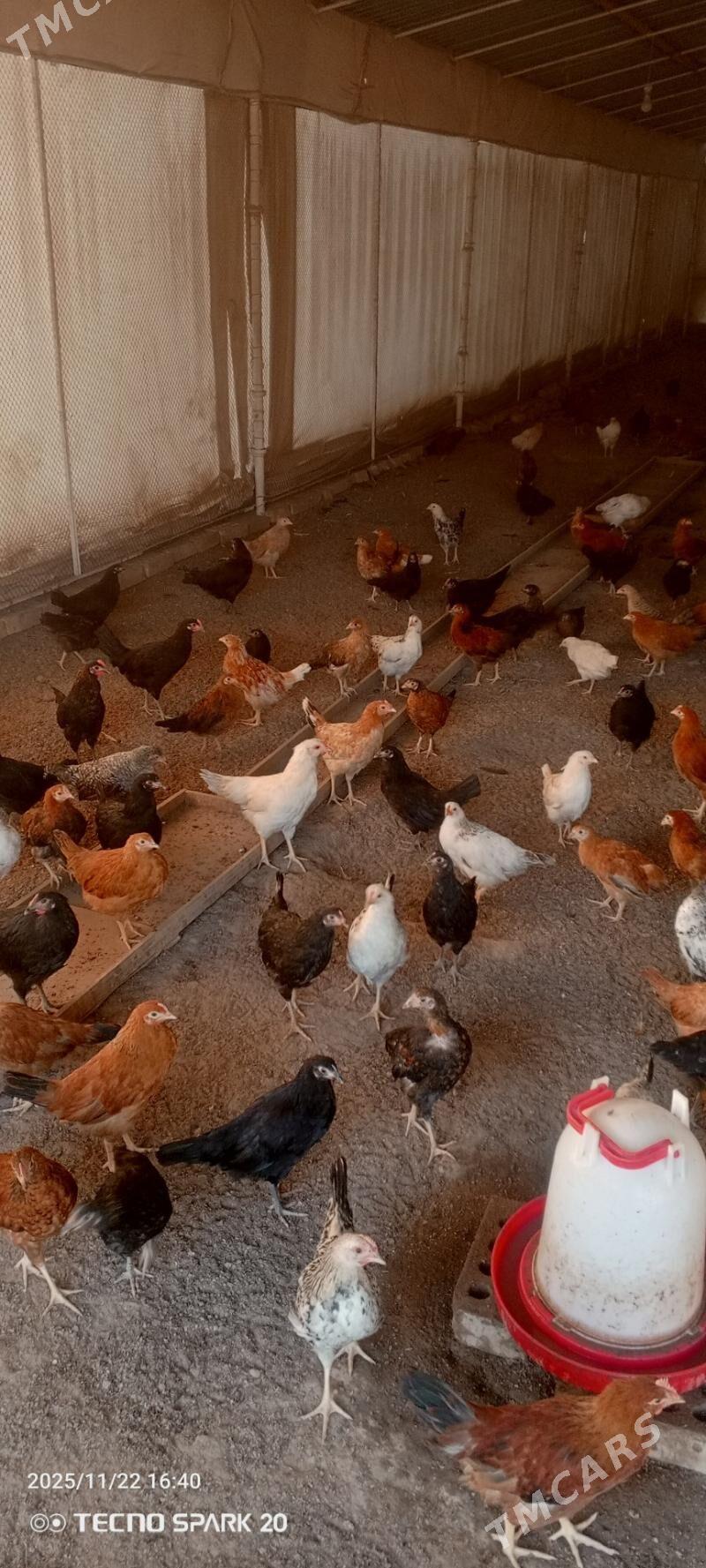 towuk jüýje - Мары - img 5