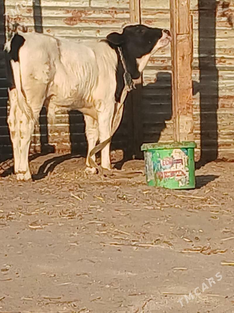 TOHUM GOLELI SYGYR - Бузмеин - img 2