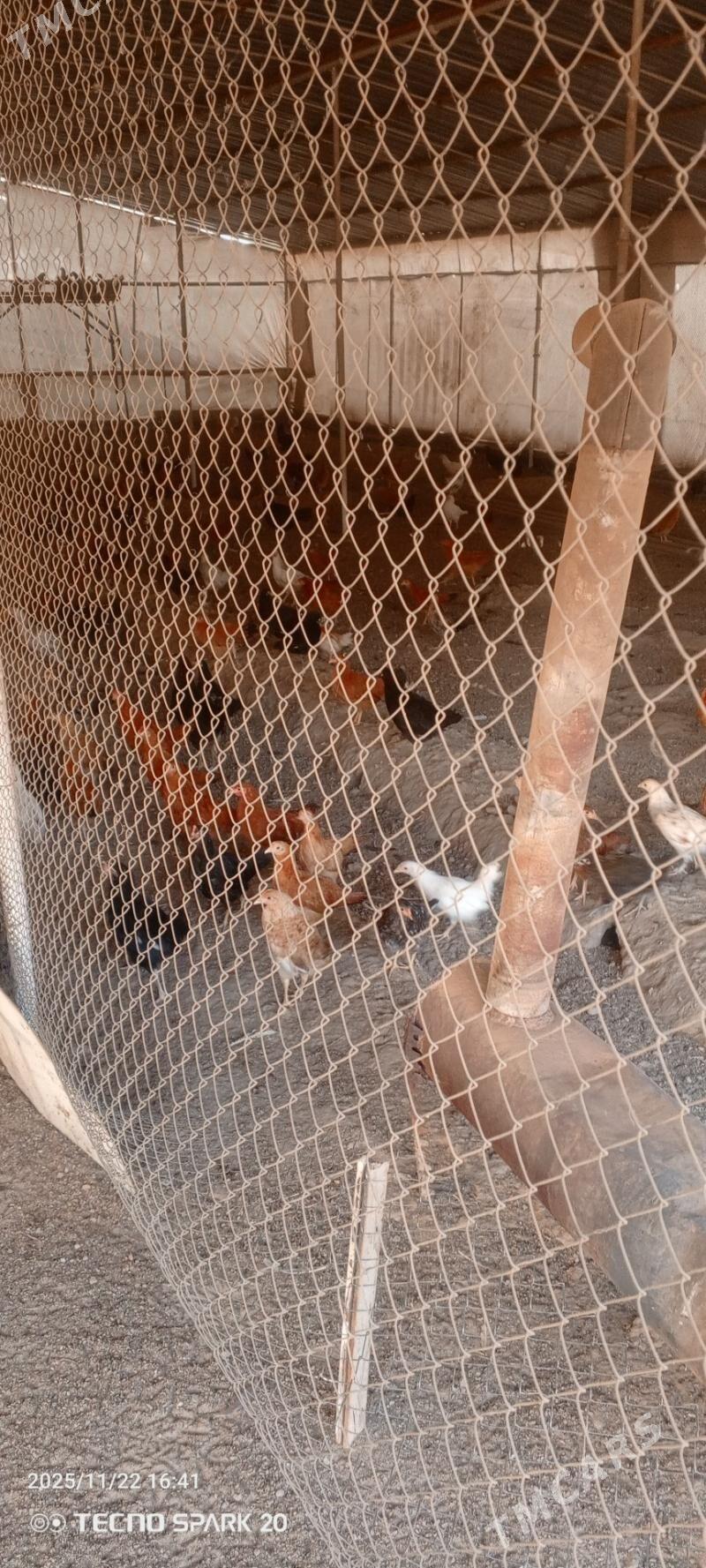 towuk jüýje - Мары - img 3