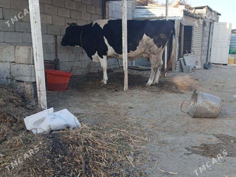 TOHUM GOLELI SYGYR - Бузмеин - img 1