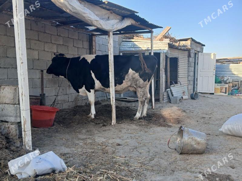 TOHUM GOLELI SYGYR - Бузмеин - img 3