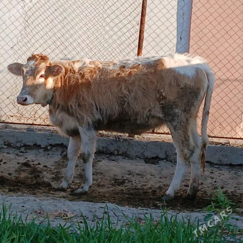 GIBRIT TUWE. - Gökdepe - img 2