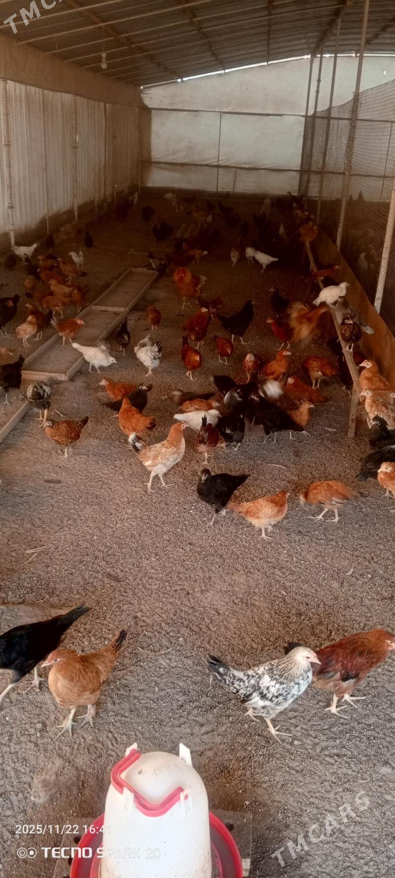 towuk jüýje - Мары - img 2