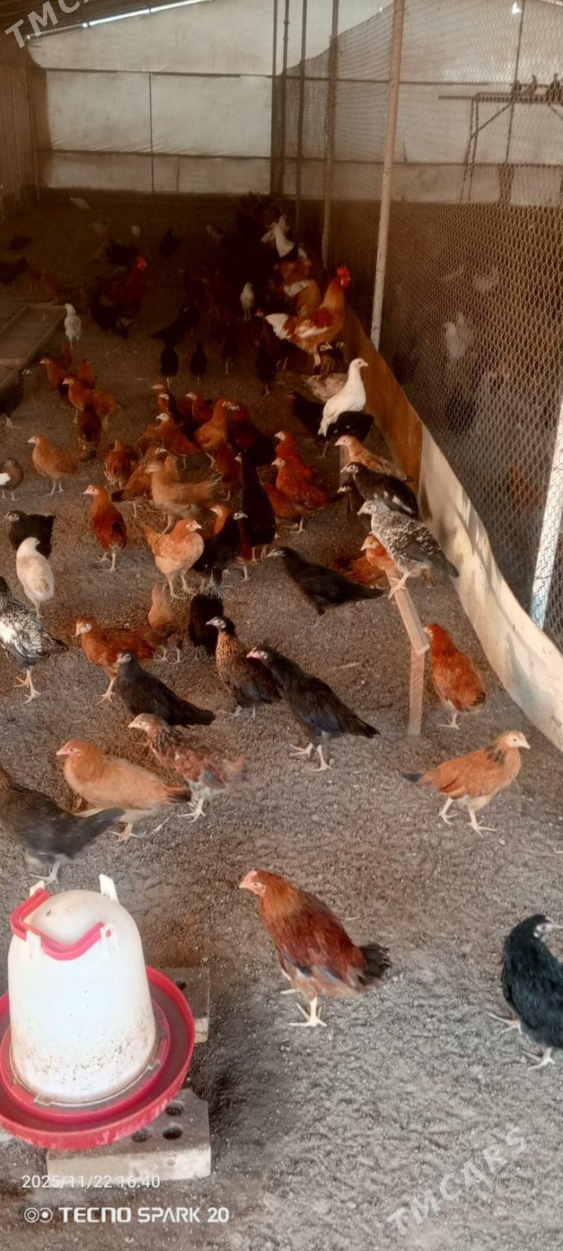 towuk jüýje - Мары - img 6