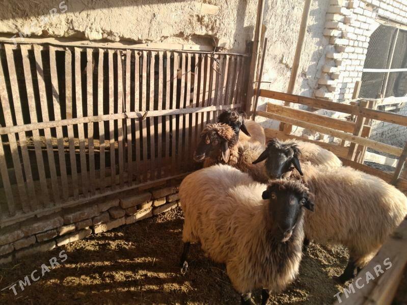 goyun - Мургап - img 2