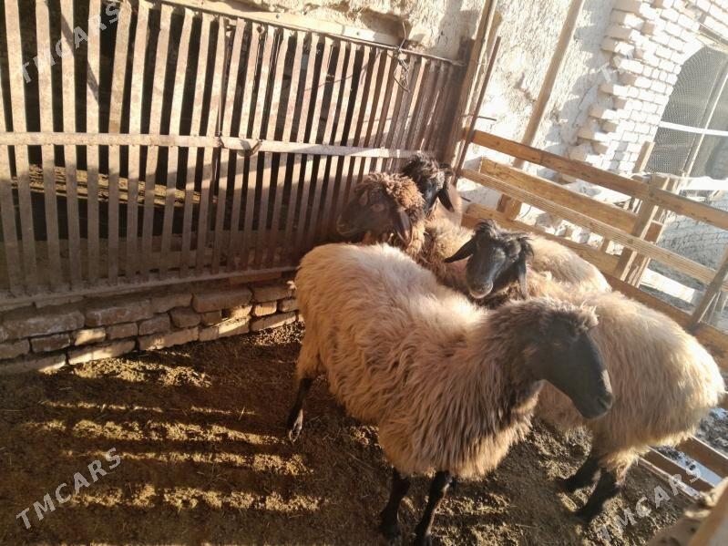 goyun - Мургап - img 3