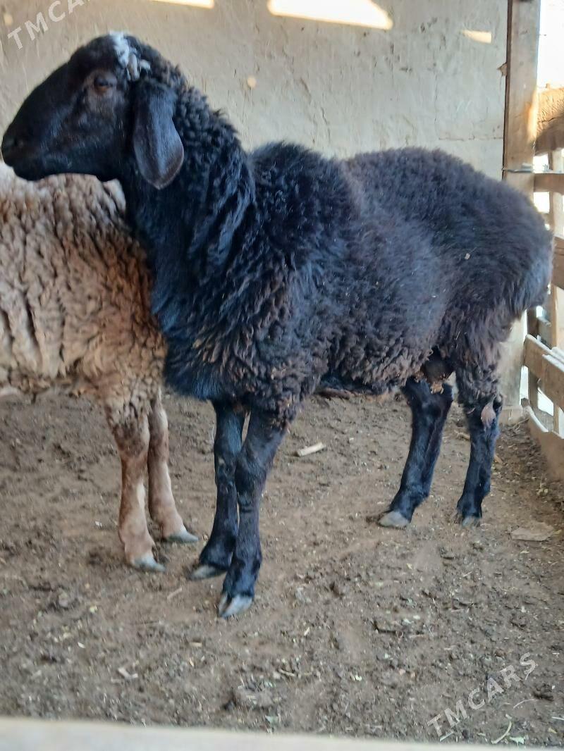 gisar goç - Кëши - img 5