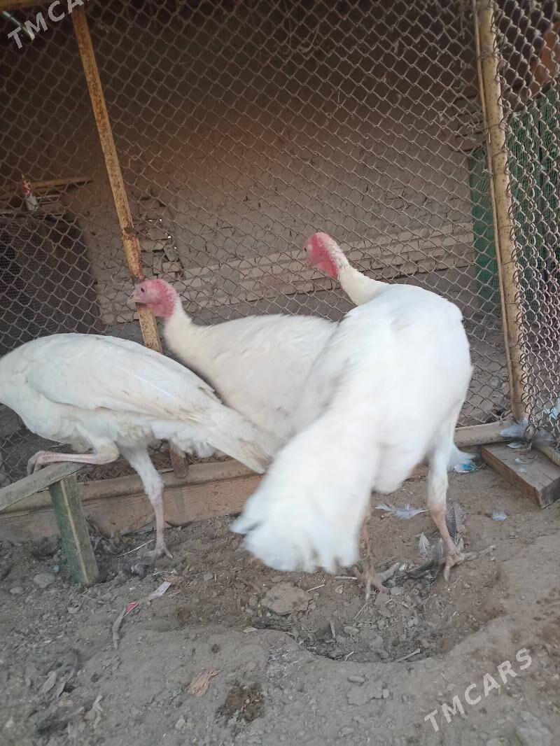 индюк, - Фарап - img 1