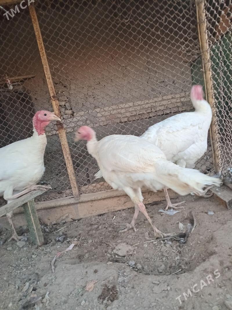 индюк, - Фарап - img 2