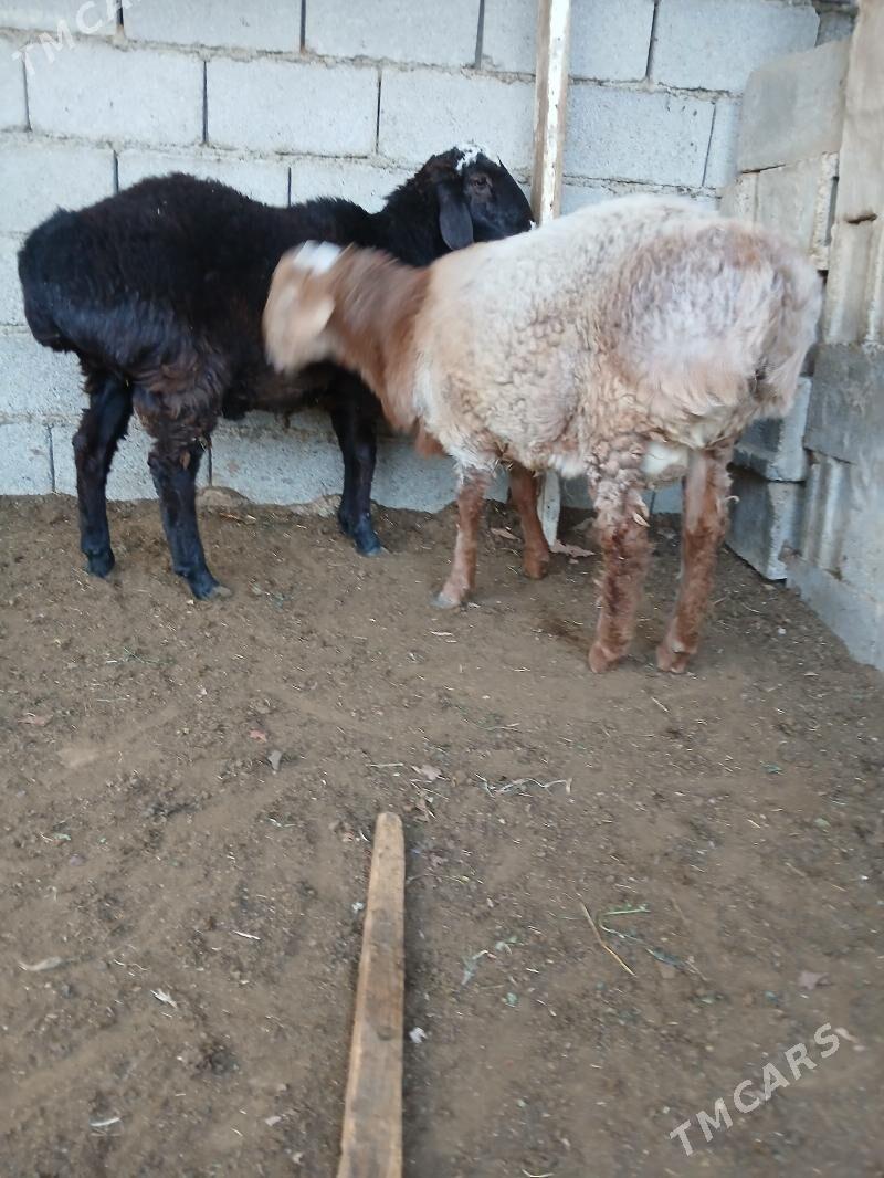 gisar goç - Кëши - img 2