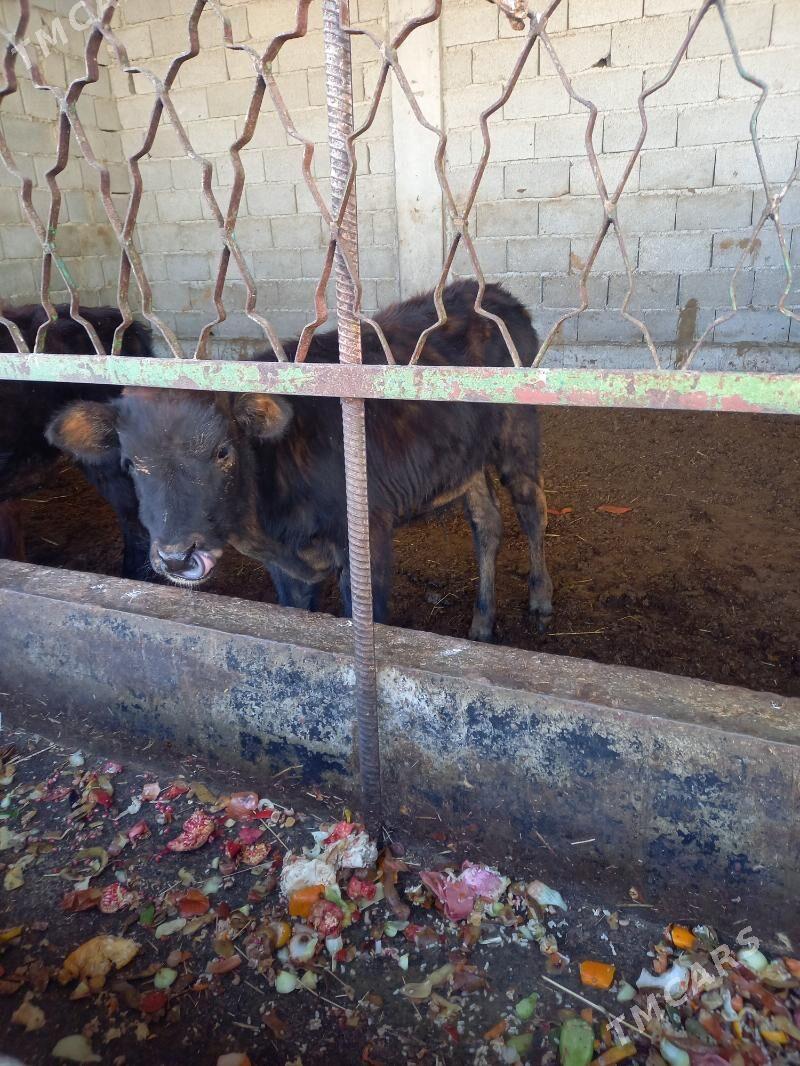 okuz - Гёкдепе - img 1