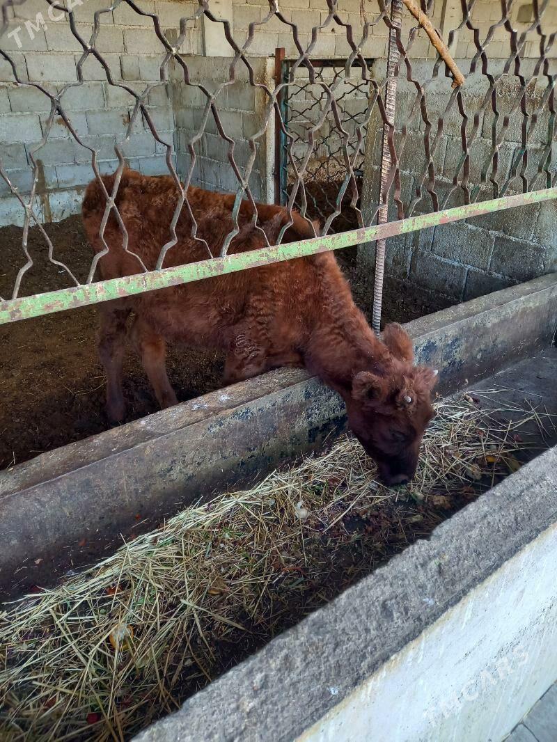 okuz - Гёкдепе - img 2