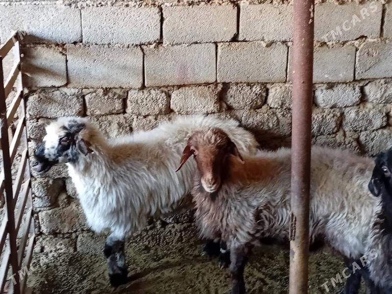 Goyun - Анев - img 1