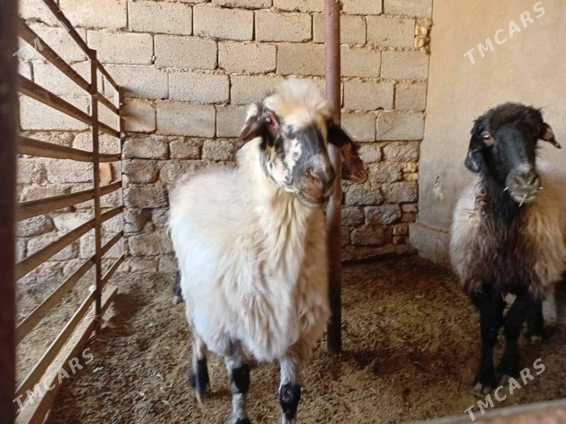 Goyun - Анев - img 2