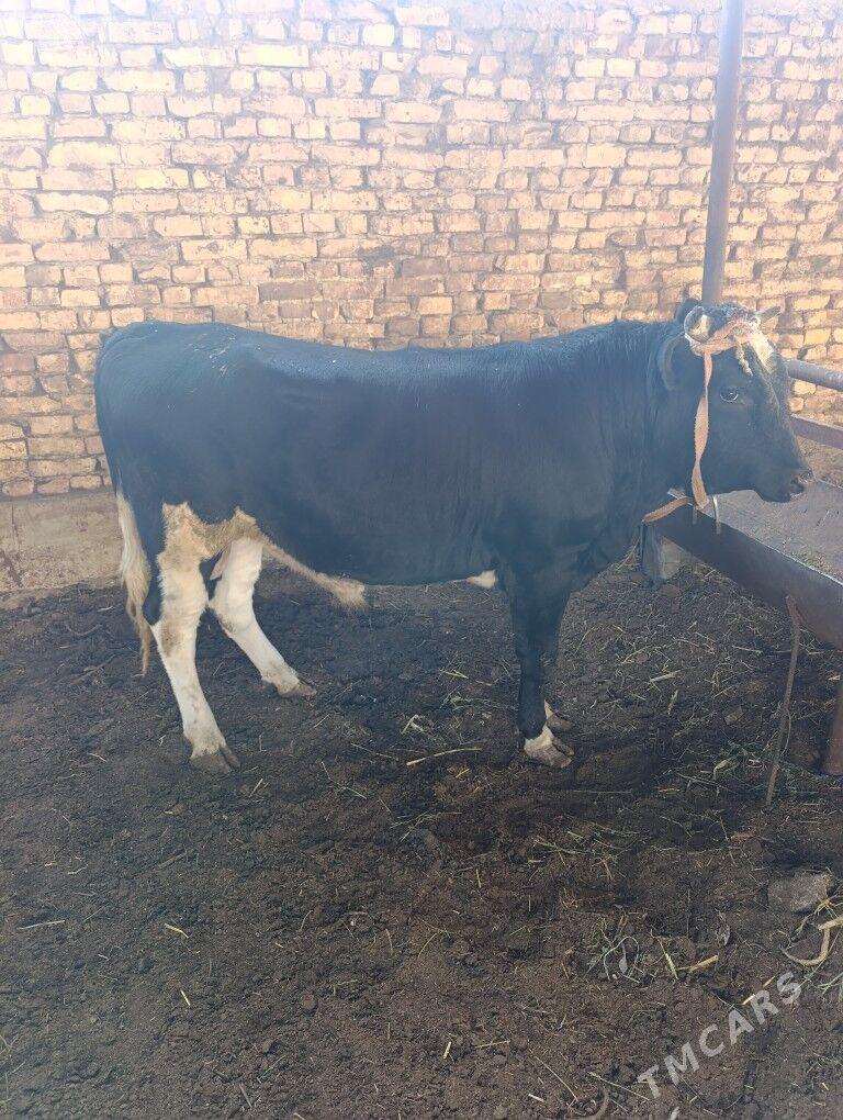 okuz tuwe - Ашхабад - img 2