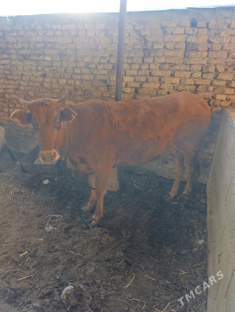 okuz tuwe - Ашхабад - img 4