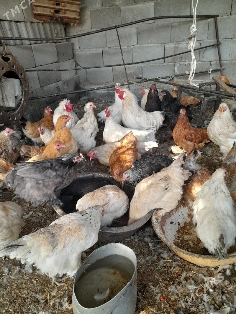 Towuklar - Gökdepe - img 2