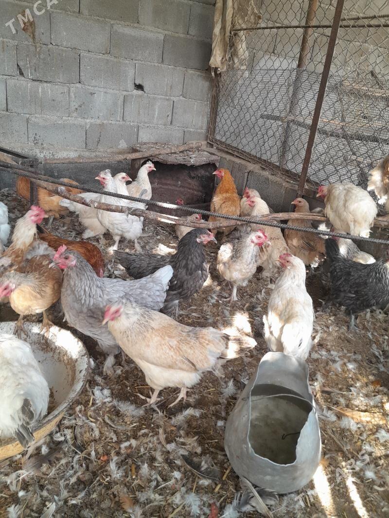 Towuklar - Gökdepe - img 3