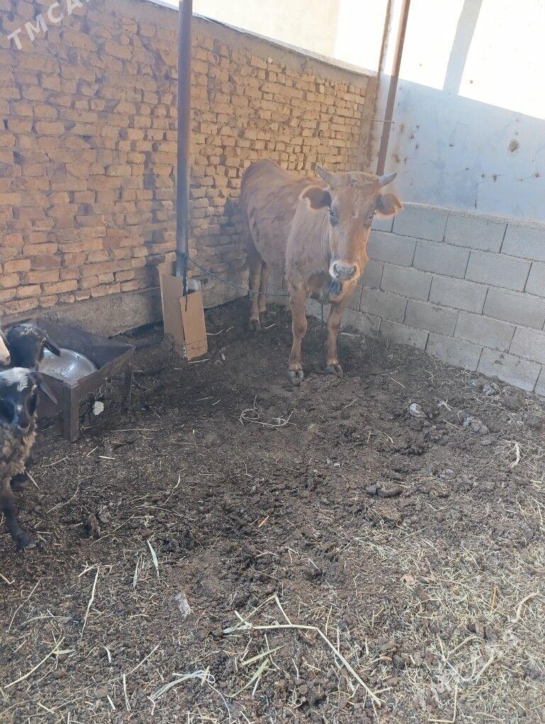 okuz tuwe - Ашхабад - img 3