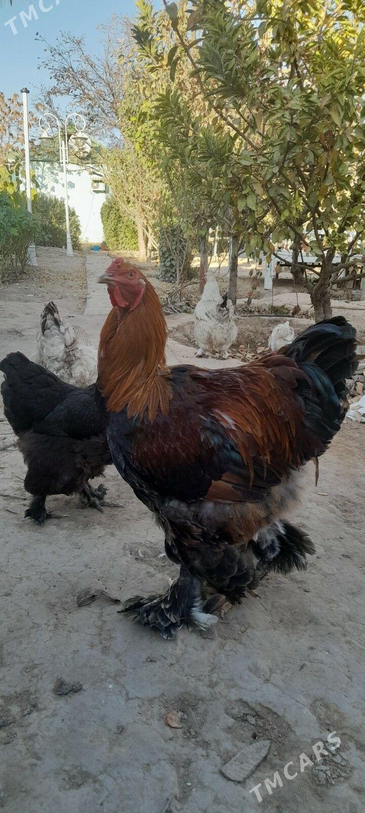 brama - Ашхабад - img 2