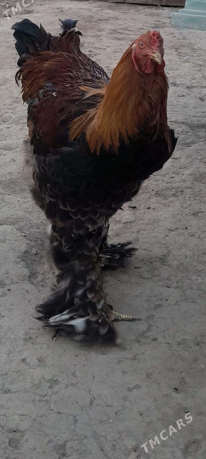 brama - Ашхабад - img 1