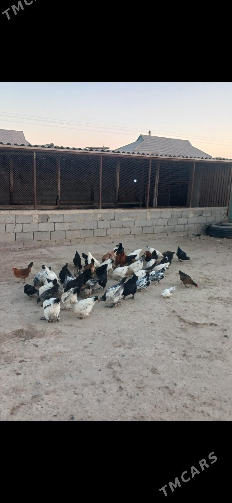 Тавук - Etrek - img 2