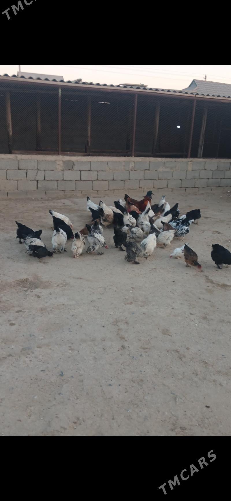 Тавук - Etrek - img 3