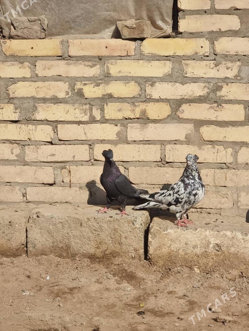 Кепдерлер - Туркменабат - img 4