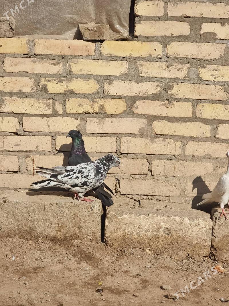 Кепдерлер - Туркменабат - img 5