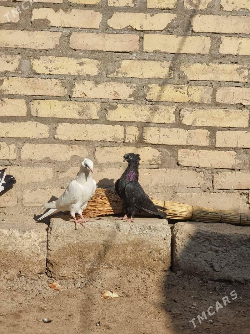 Кепдерлер - Туркменабат - img 2