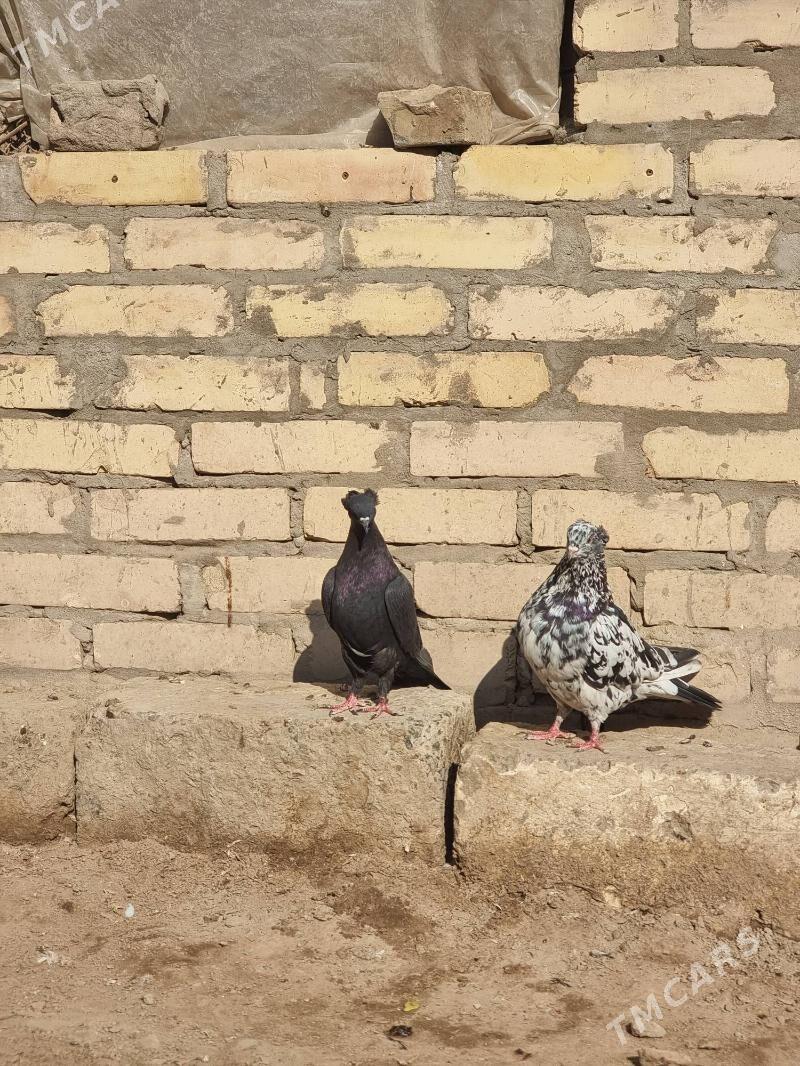 Кепдерлер - Туркменабат - img 3