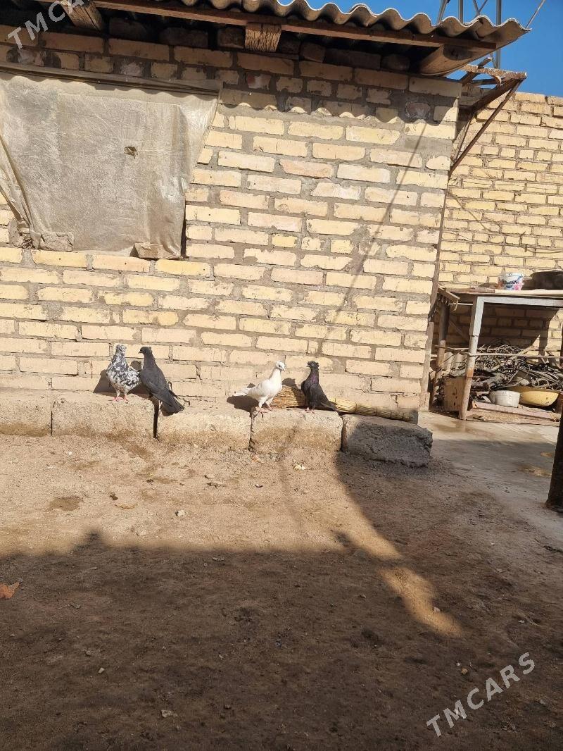 Кепдерлер - Туркменабат - img 6