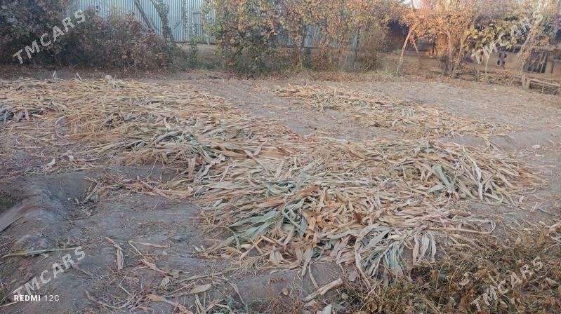 hasal ot - Çärjew - img 3