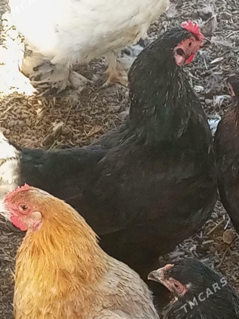 guzlaýjy towuk - Murgap - img 4