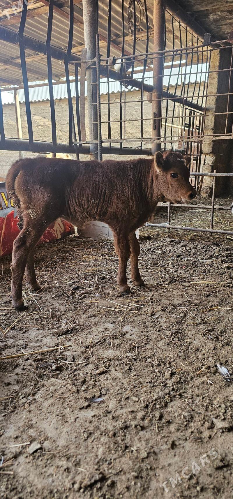 sygyr - Büzmeýin - img 3