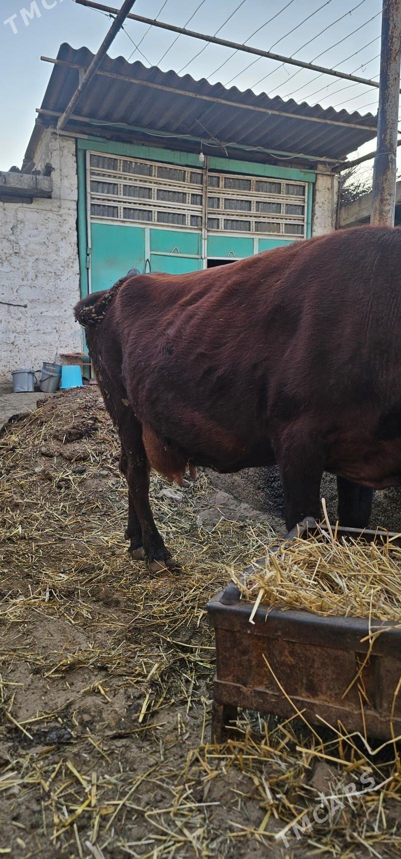 sygyr - Büzmeýin - img 4