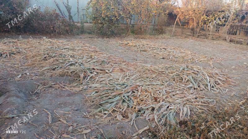 hasal ot - Çärjew - img 4