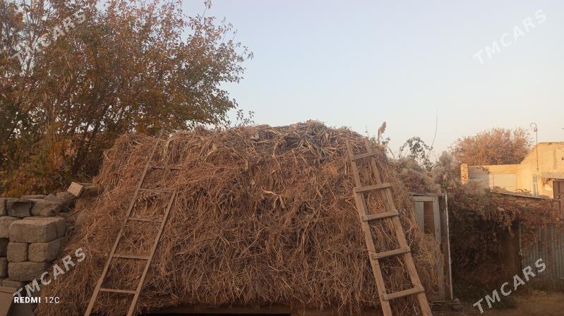 hasal ot - Çärjew - img 1