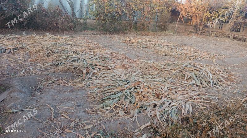 hasal ot - Çärjew - img 3