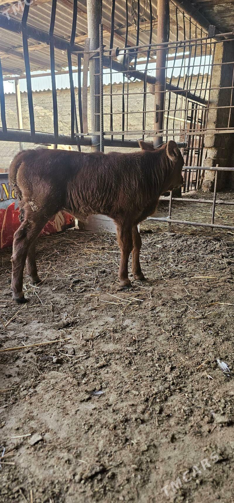 sygyr - Büzmeýin - img 2