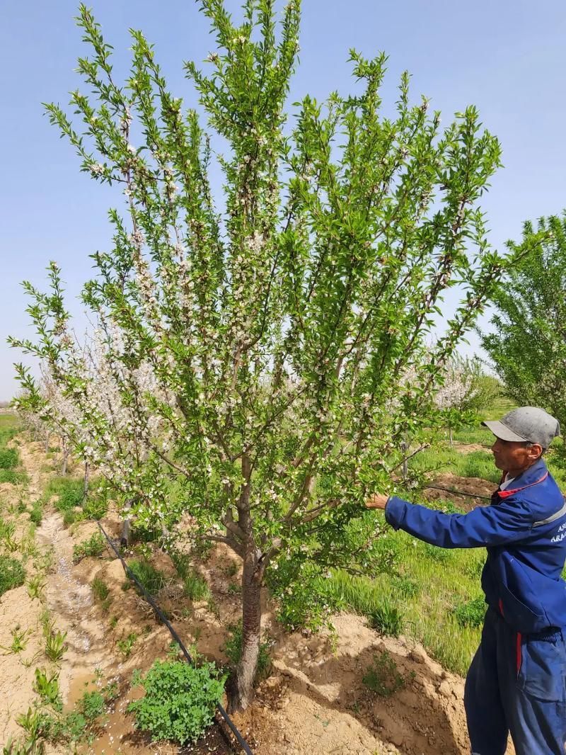 12 GEKTAR BABADURMAZ - Ашхабад - img 2