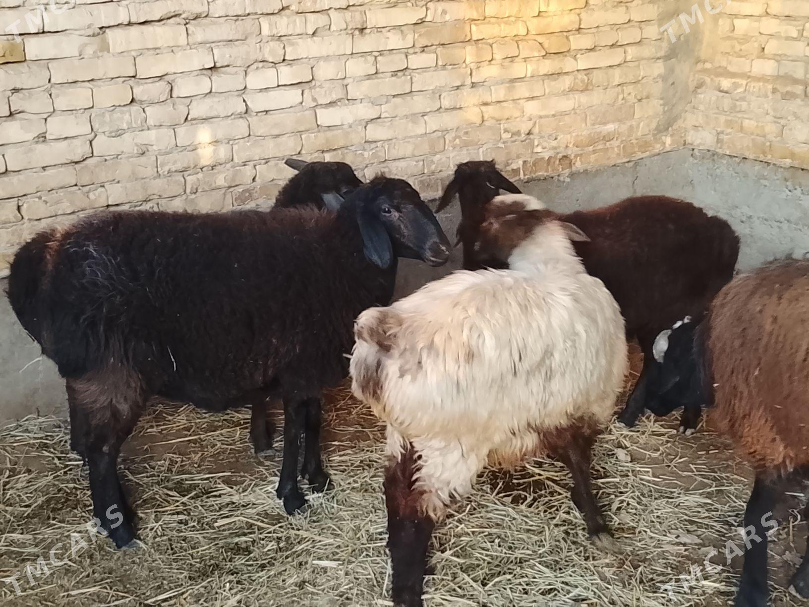 goyun goclar - Чарджоу - img 3